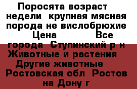 Поросята возраст 4 недели, крупная мясная порода(не вислобрюхие ) › Цена ­ 4 000 - Все города, Ступинский р-н Животные и растения » Другие животные   . Ростовская обл.,Ростов-на-Дону г.